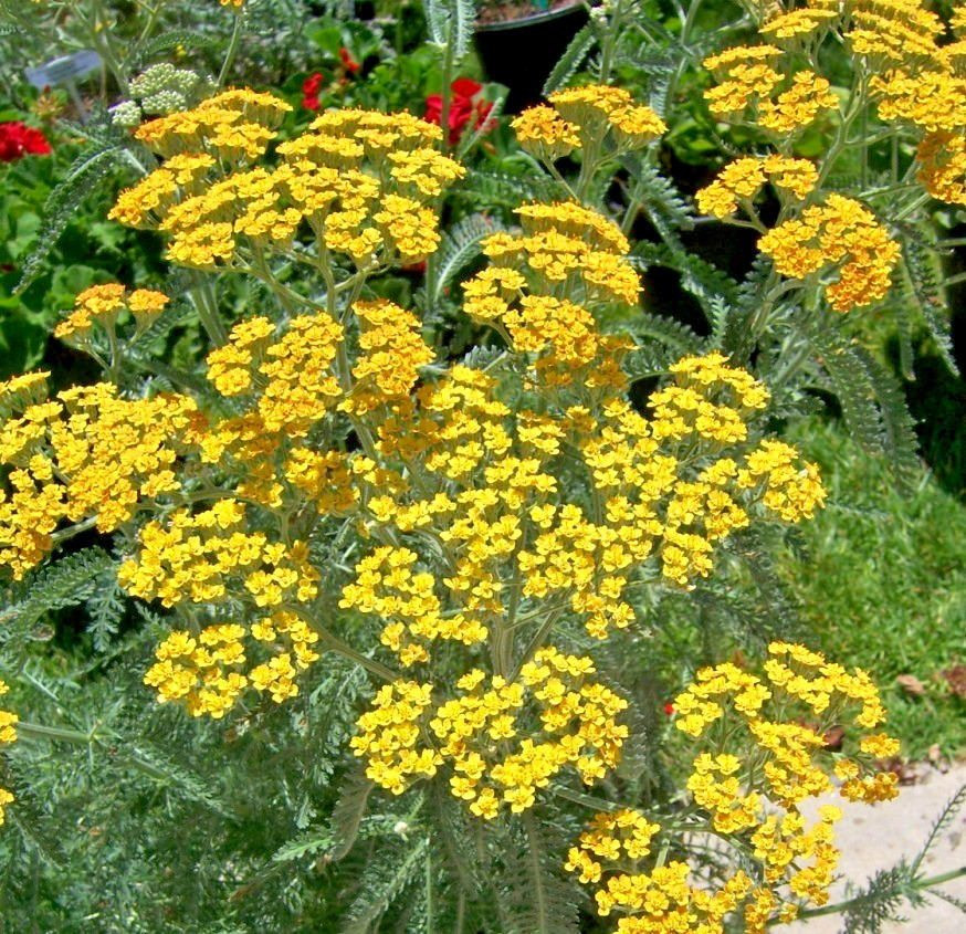 40 YELLOW YARROW SEEDS – Achillea millefolium
