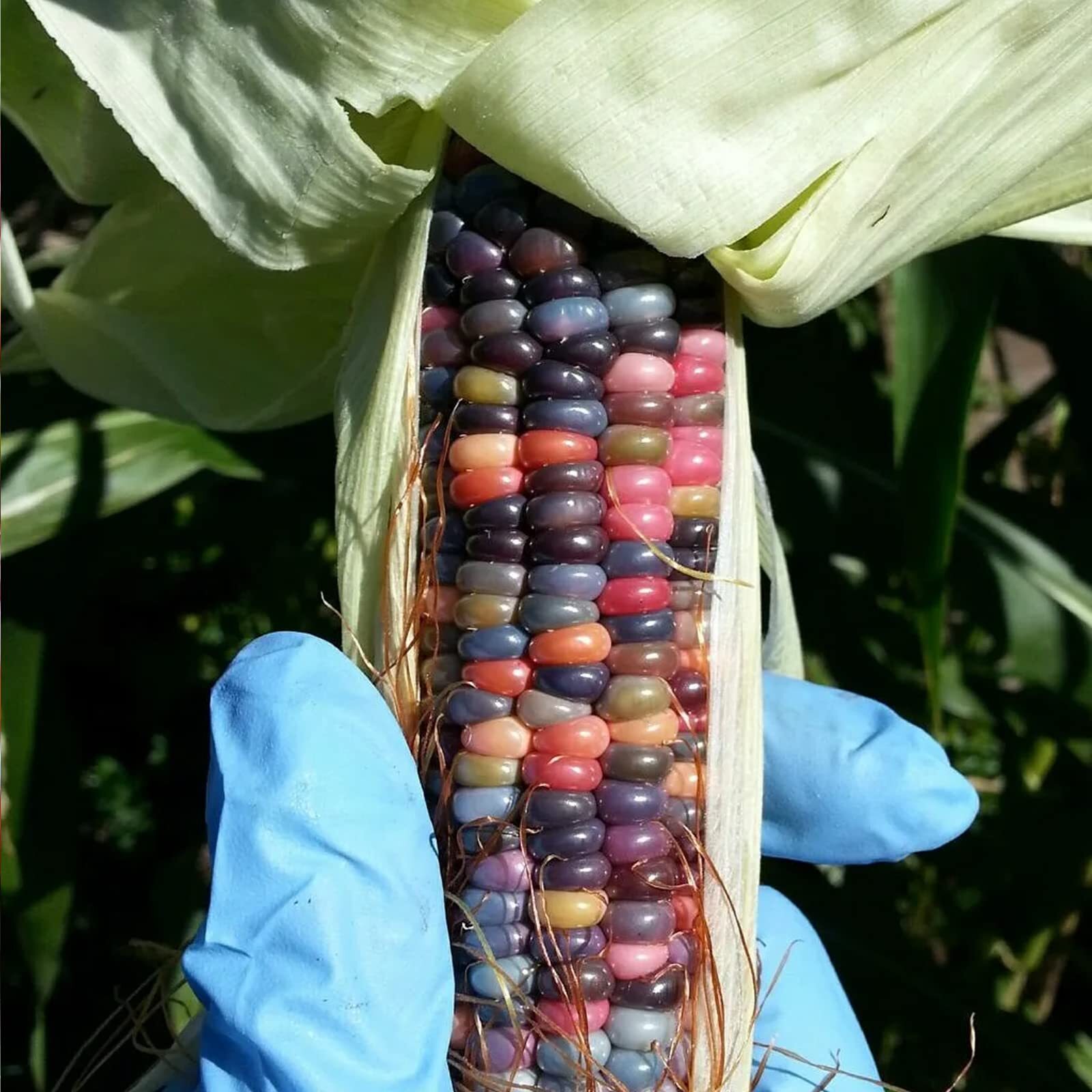 250+Glass Gem Corn Seeds for Planting Vegetables and Fruits,Heirloom Seeds Non G