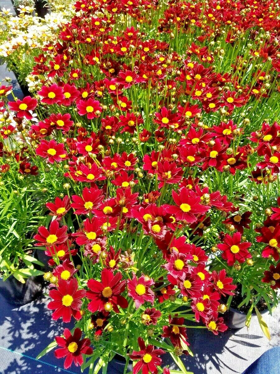 2001+Dwarf RED PLAINS COREOPSIS Seeds Native Wildflower Drought Heat Pollinators