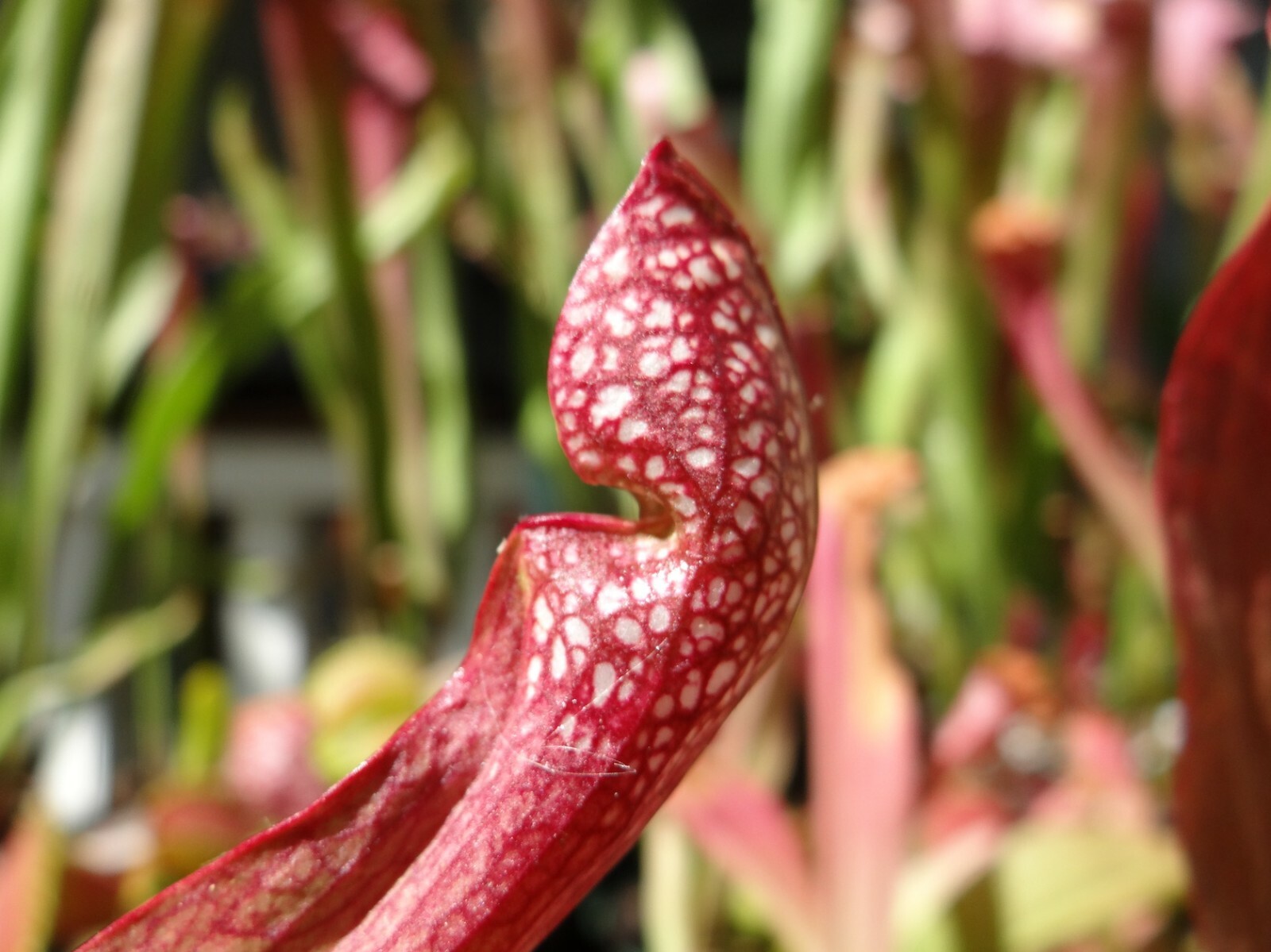 LIVE Carnivorous Pitcher Plant (Sarracenia “Scarlet Belle”) Beginner Friendly