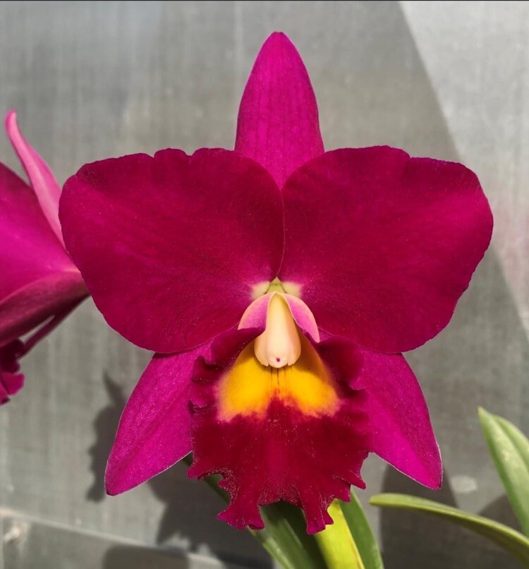 Potinara Jerry Rehfield ‘Paradise Fuchsia’ Red Pink Yellow Purple Orchid 2” Pot