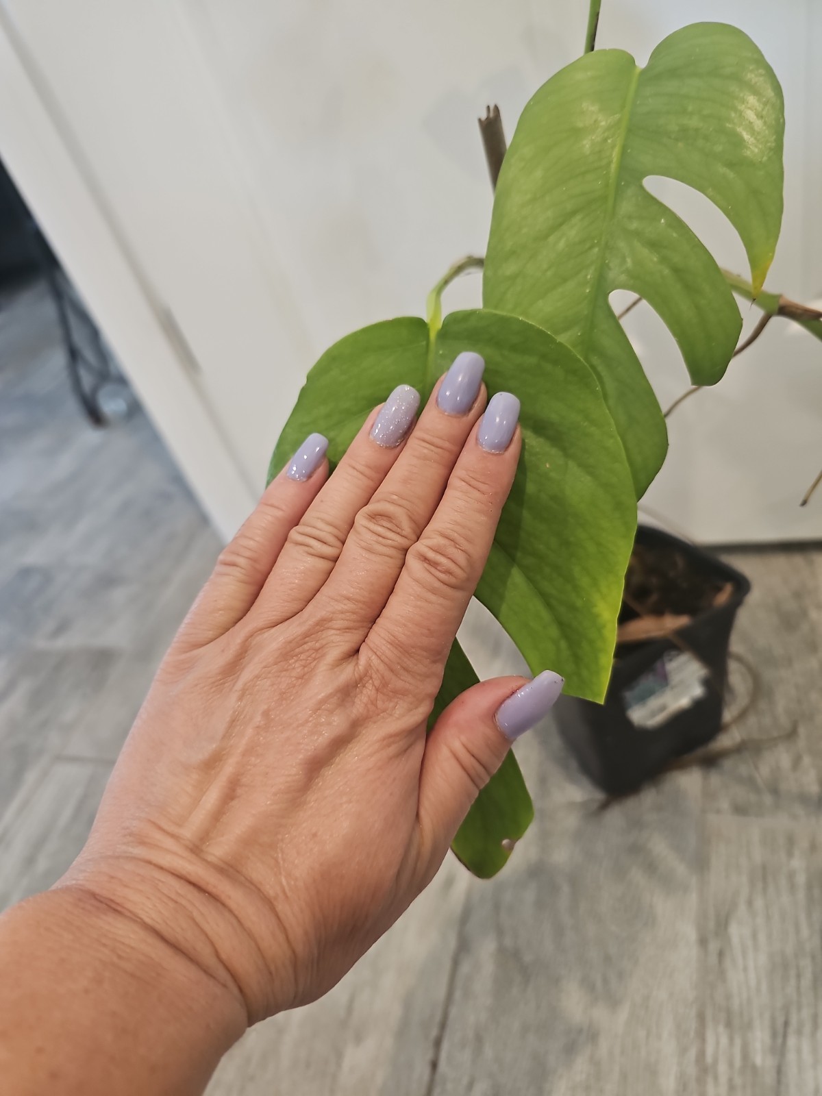 Mature Cebu Blue Pothos Epipremnum Pinnatum Rooted Top Cutting Fenestrated