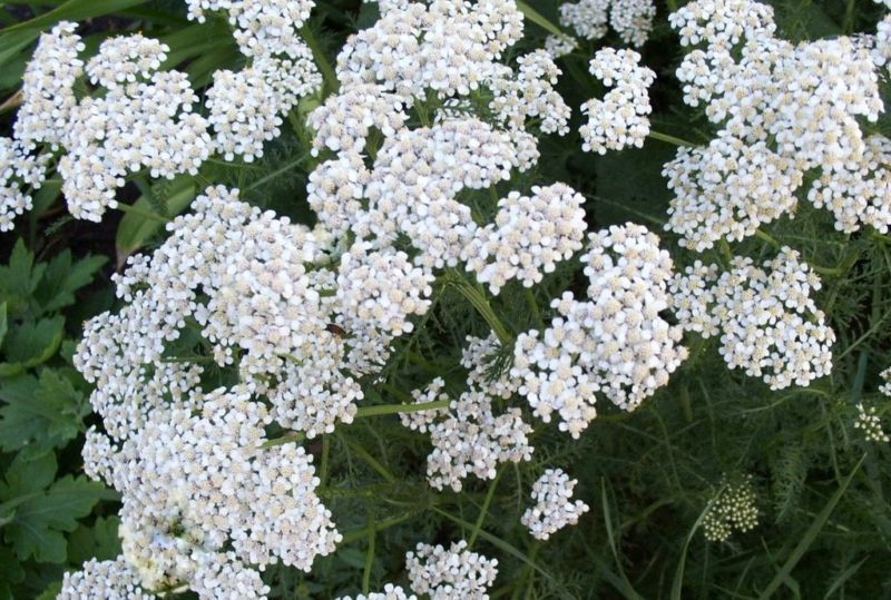 1/2 oz Yarrow Seeds, Heirloom Herb Seeds, Non-GMO Bulk Herb Seeds 87,500ct