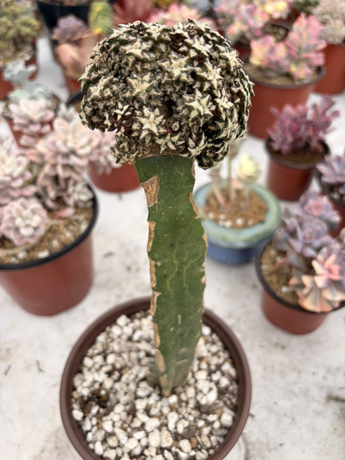 Rare Cactus Grafted