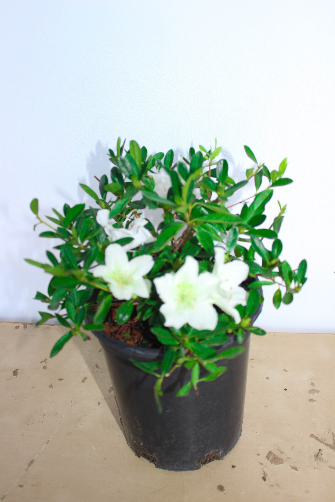 Satsuki Azalea & like hybrid ‘Kehr’s moonbeam’ 1 gallon Flowering Bonsai Tree