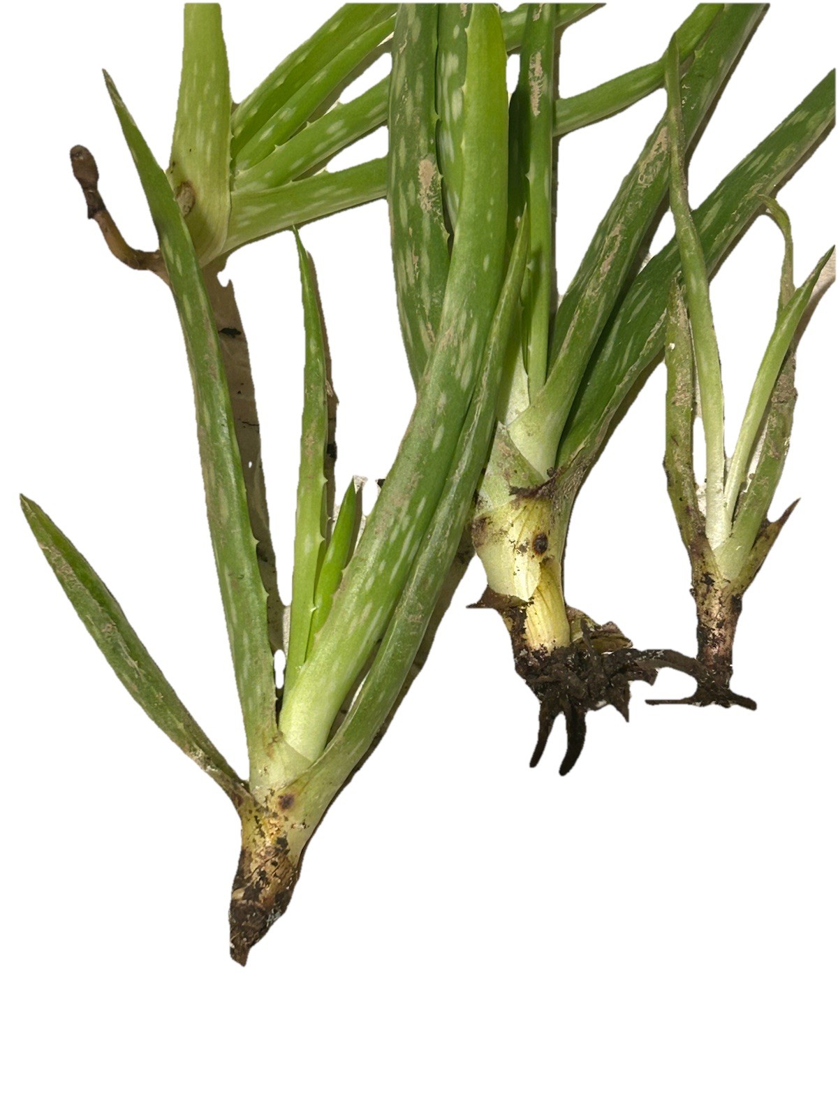 Aloe Vera 1 Live Plant 5”-10″ bare root + 3D Printed Planter (Color Varies)