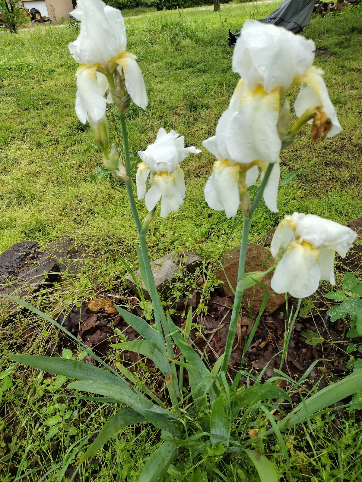 10x MIXED VARIETIES/COLORS IRIS BULBS RHIZOMES (Will BE TALL)