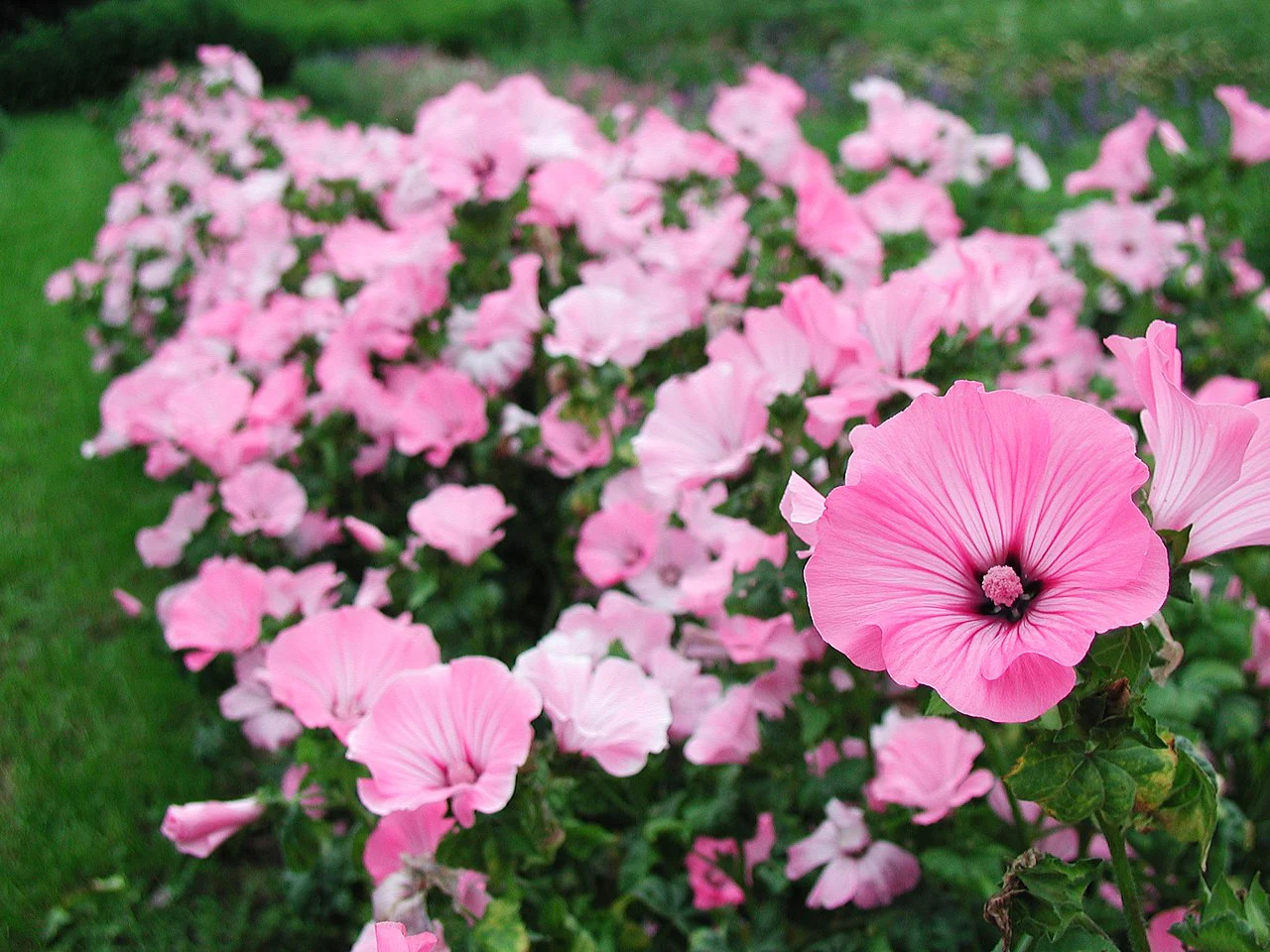 Blush Pink Regis Rose Mallow Seeds – For 2025 Planting Malva Trimestris