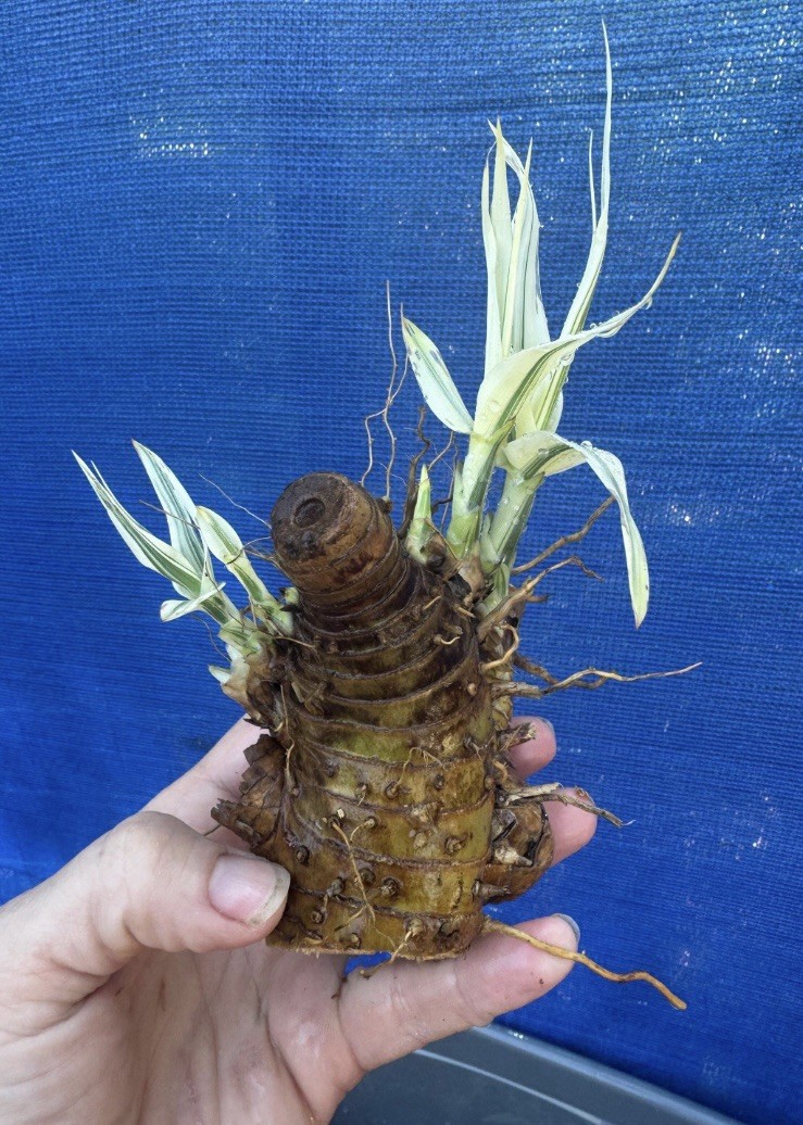 Arundo Donax Variegated Reed Like Bamboo Plant – 5 Rhizomes Free Shipping