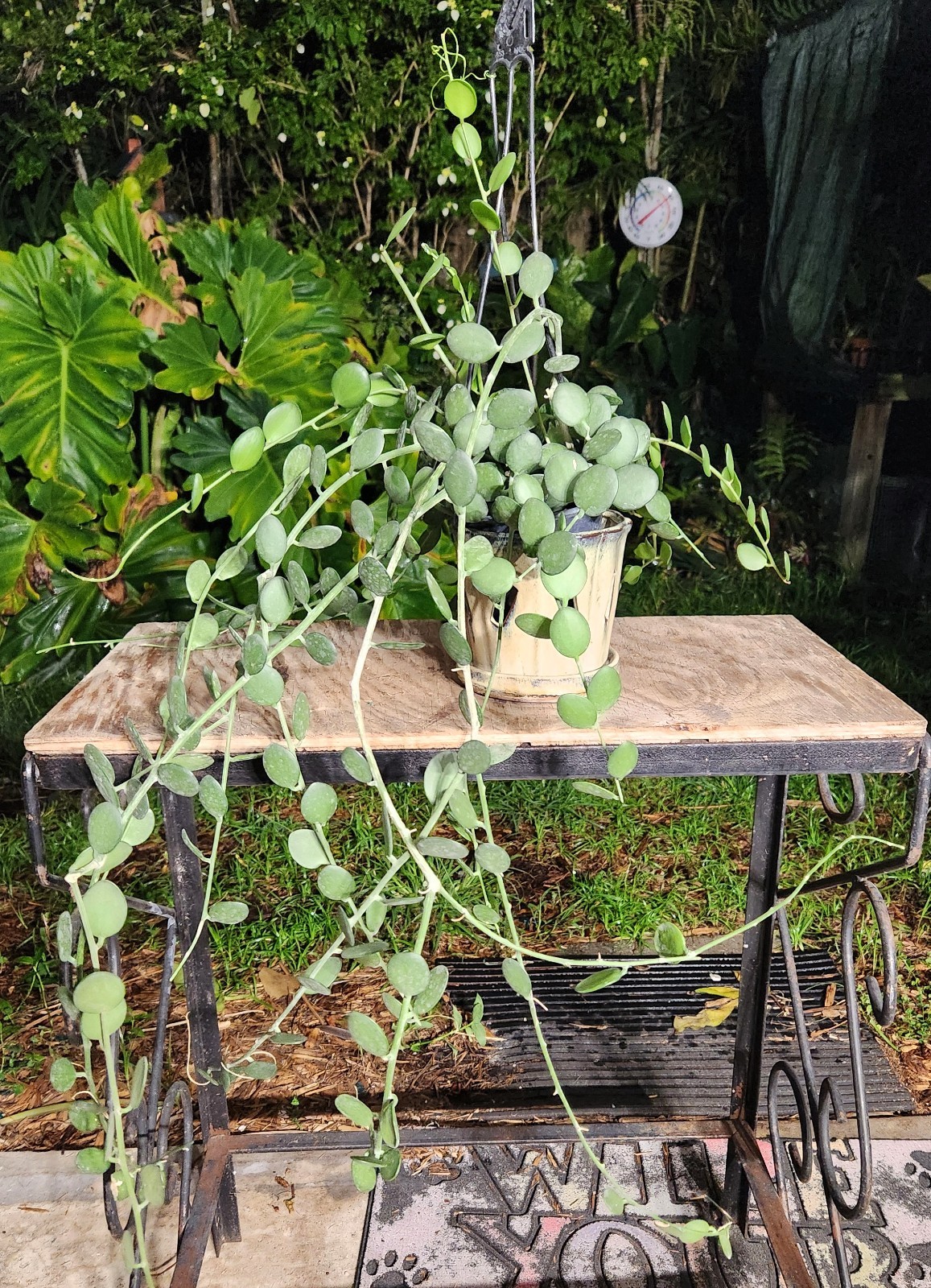 Xerosicyos danguyi Silver Dollar Vine Plant 5″ Pot 26″ Long 23″ Wide 11″ Tall