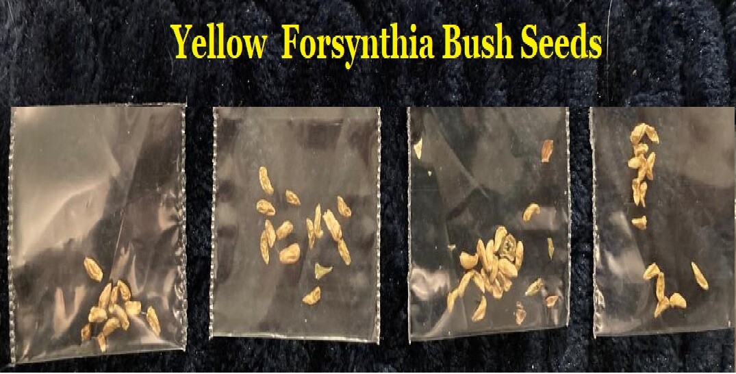 Yellow Forsythia Bush 25 + Seeds Hard to Find Seeds ! USA Seller