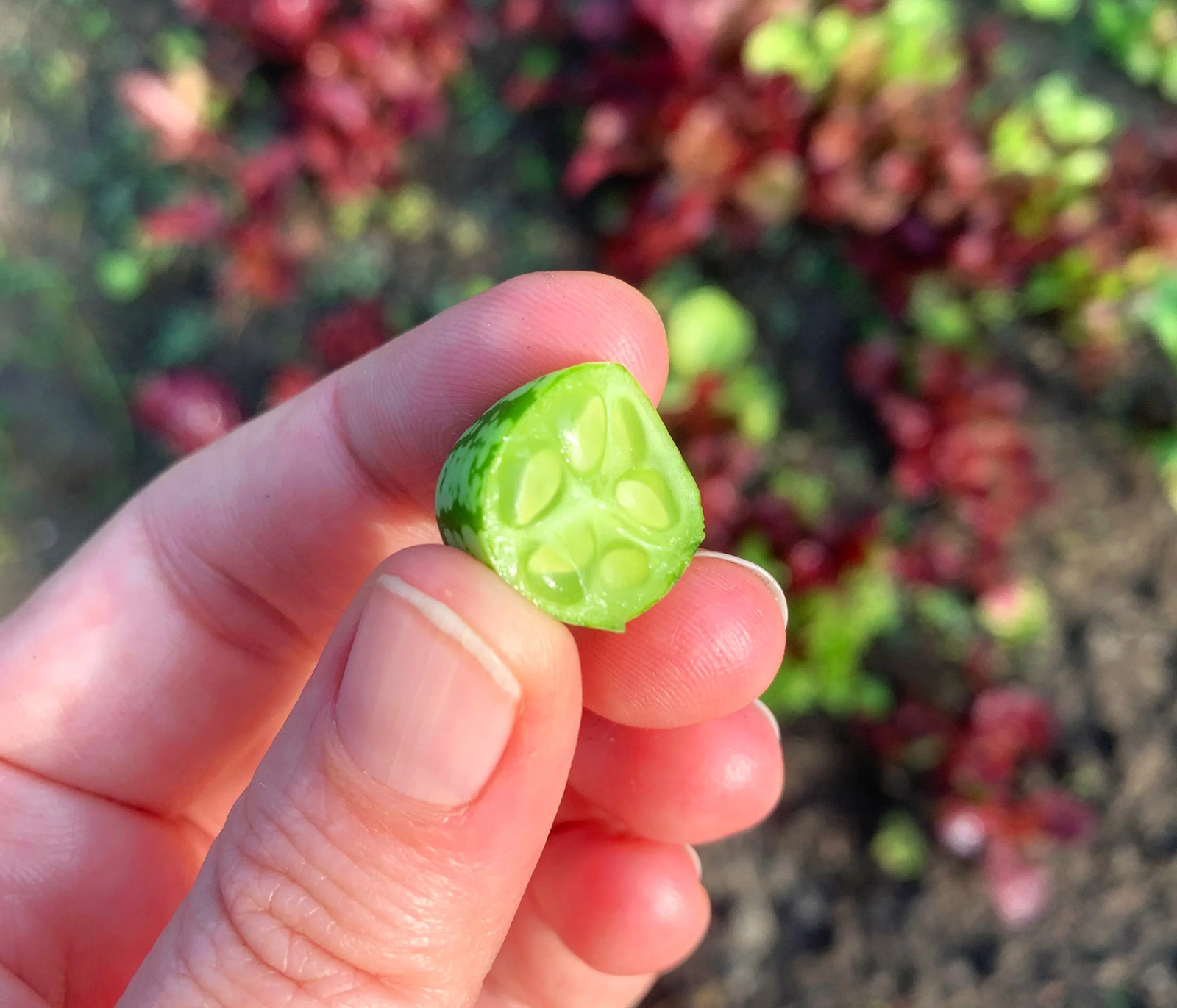 Cucamelon Seeds | Mexican Sour Gherkin Mouse Melon Pepquino Cucumber Seed 2025