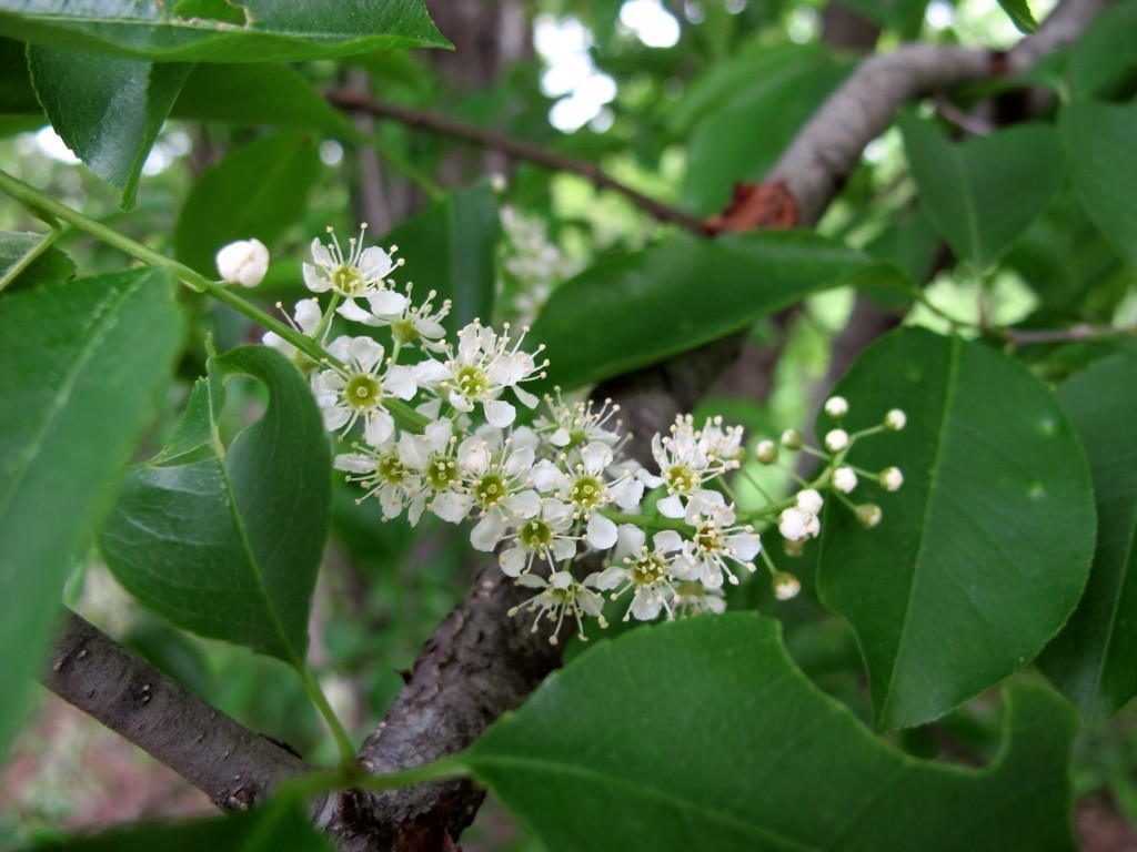 1 Rum cherry, rooted plant. Zones 3-9 Prunus serotina •