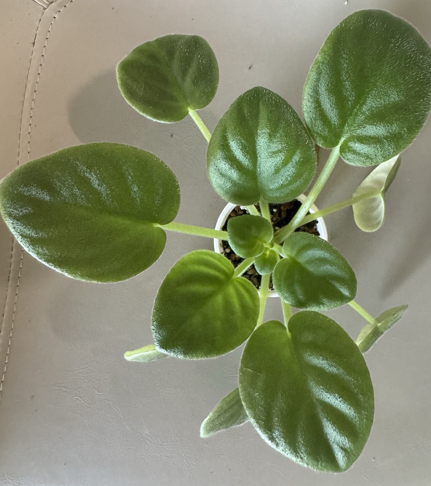 African Violet Plant RM Belyj Tulpan/white tulip Starter