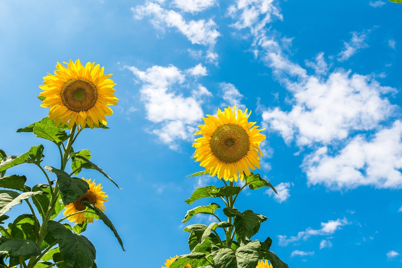 25 KING KONG SUNFLOWER Seeds / Largest & Tallest Multi Headed Variety Free Ship