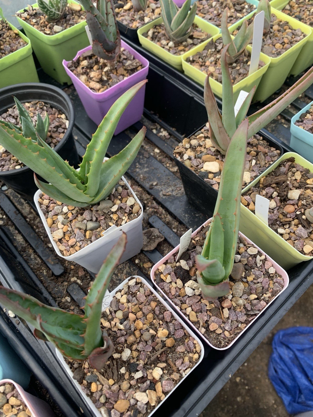 Aloe. Rare Crawling Octopus Aloe. Aloe Vanbalenii. US Grown