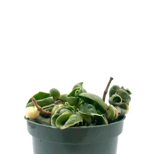 Variegated Hindu Rope, 6 inch, Hoya Compacta Carnosa, Very Rare Limited,