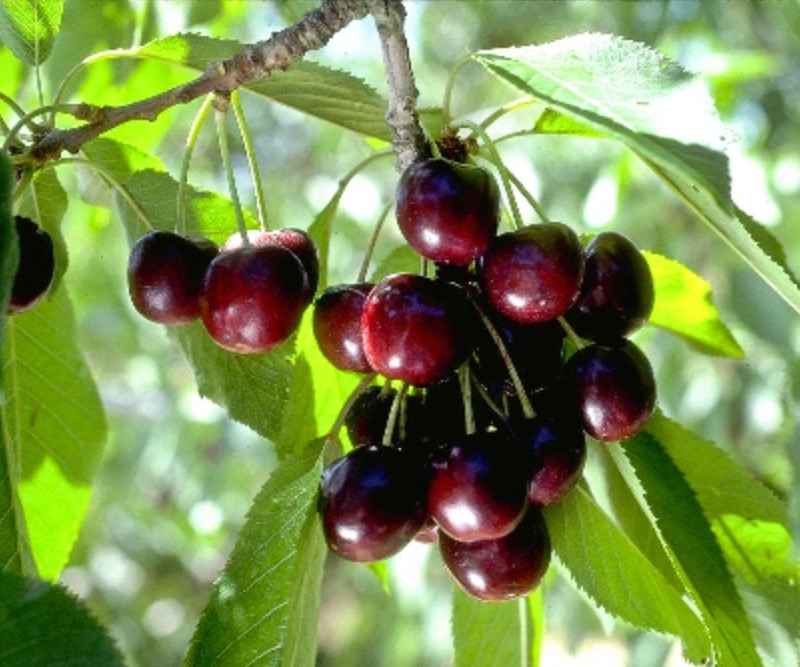 Black Cherry Live Plant – 1.5-2ft Tall – Prunus serotina – Fruit Tree