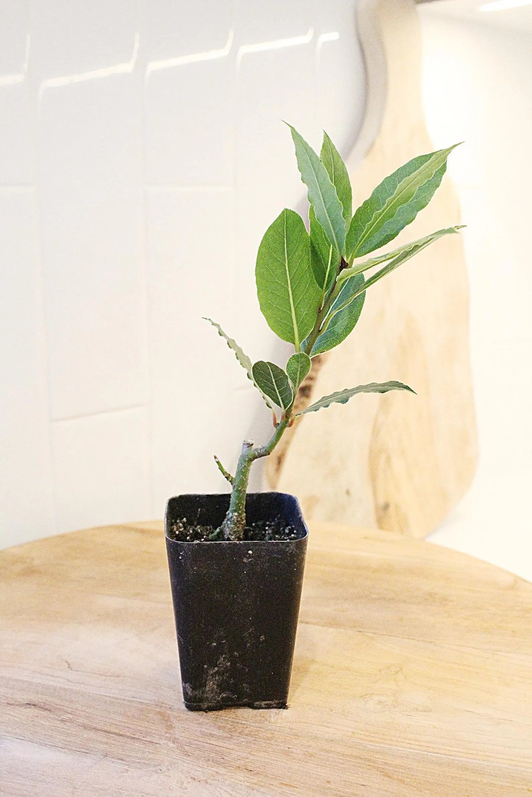 Sweet Bay Laurel Plant, 2.5 Inch Pot, Culinary Herb Starter, Edible Herb Tree