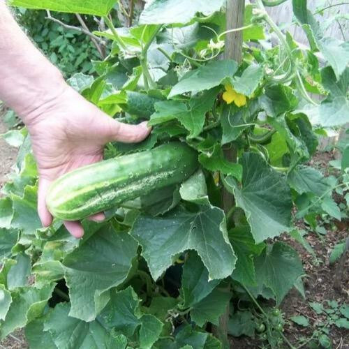 25 CUCUMBER BUSH SEEDS – SPACE MASTER FRESH FRESH FOR 2024 GARDENS US SELLER