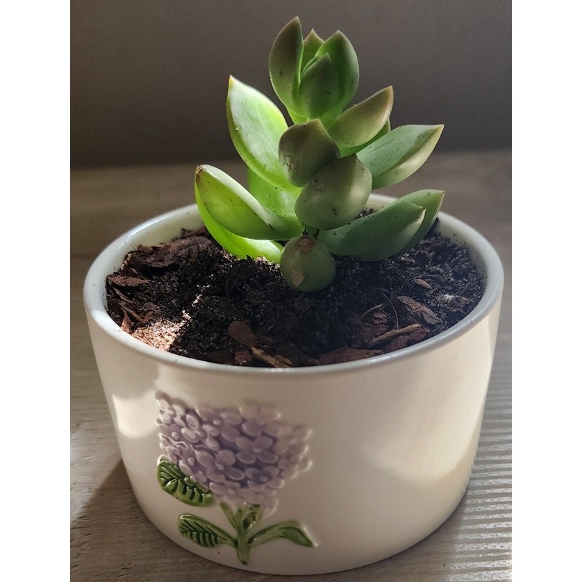 Succulent in Hydrangea Pot | Live Plant | Floral Ceramic Gift