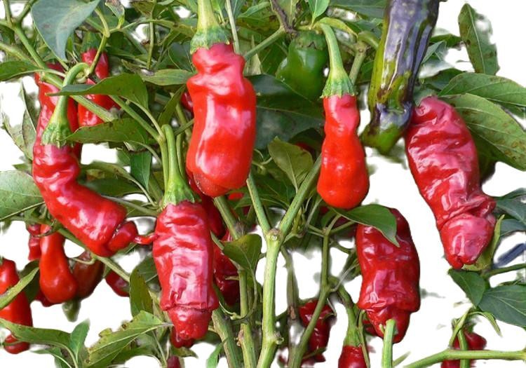 Peter Pepper Heirloom Hot pepper non GMO 10 Seeds Free Shipping!