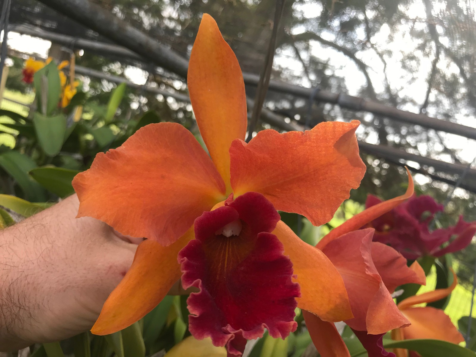 Cattleya 5 Pack Hybrid Cattleya Orchid Plants