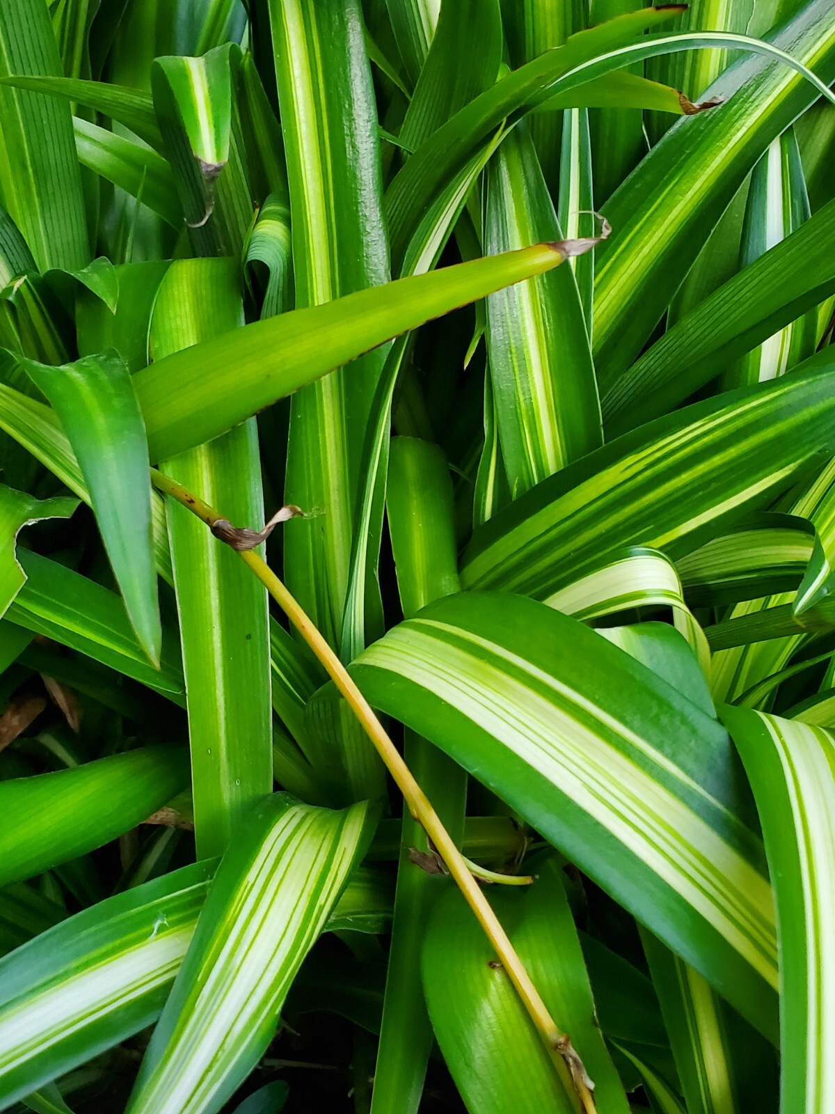 Dark Green Airplane Spider Plant Rooted Start Live Plant