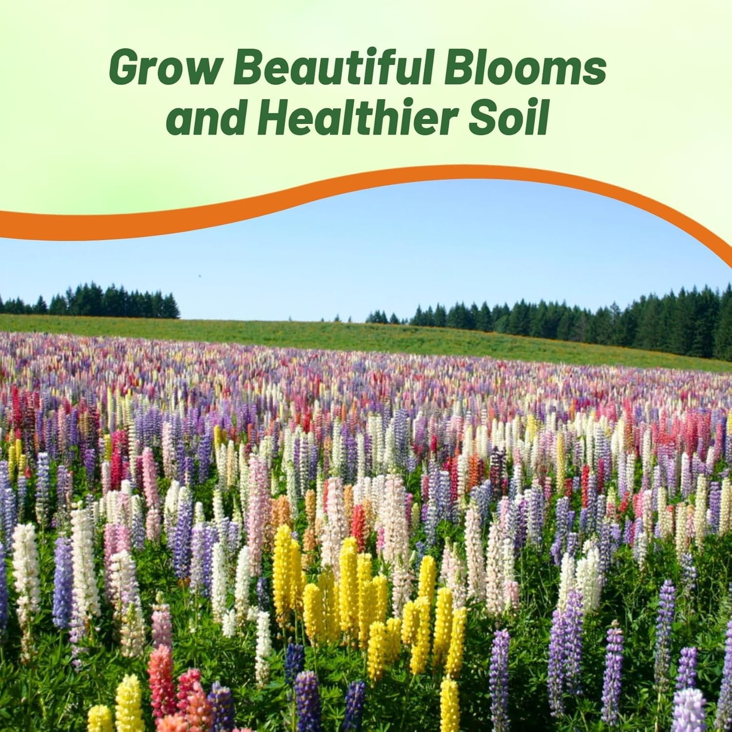 Attract Pollinators: Russell Lupine Seeds Mix – 1 Lb.