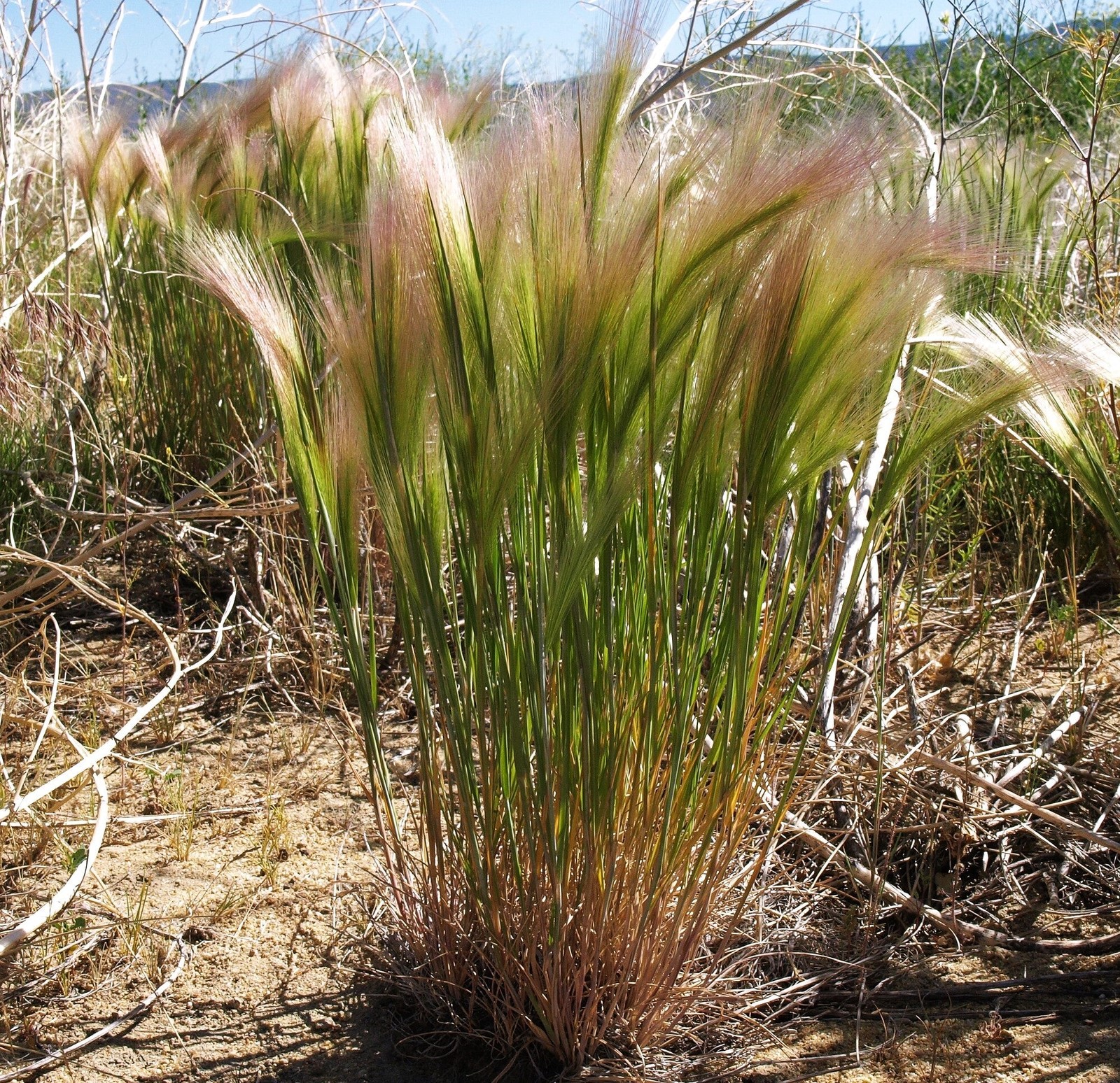 Squirrel Tail Grass Seeds – For 2025 Planting Foxtail Barley Bobtail