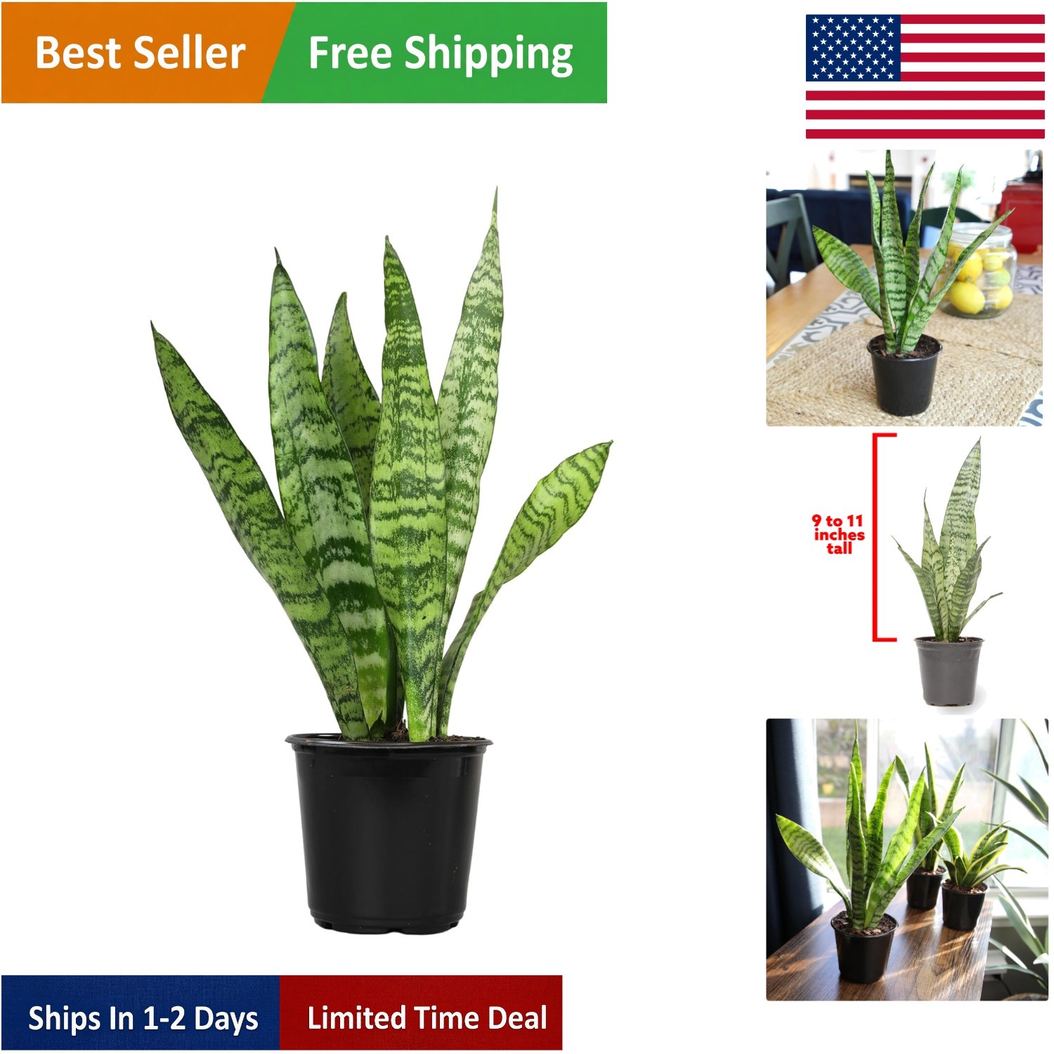 Elegant Sansevieria Zeylanica – Potted Live Snake Plant for Stylish Indoor Decor