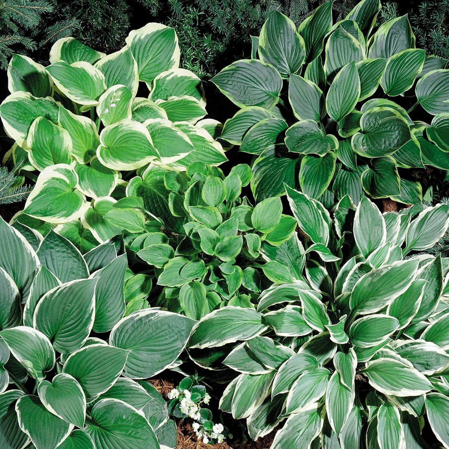 Low Maintenance Hosta Seeds – 50 Pcs for Vibrant Shade Displays and Containers