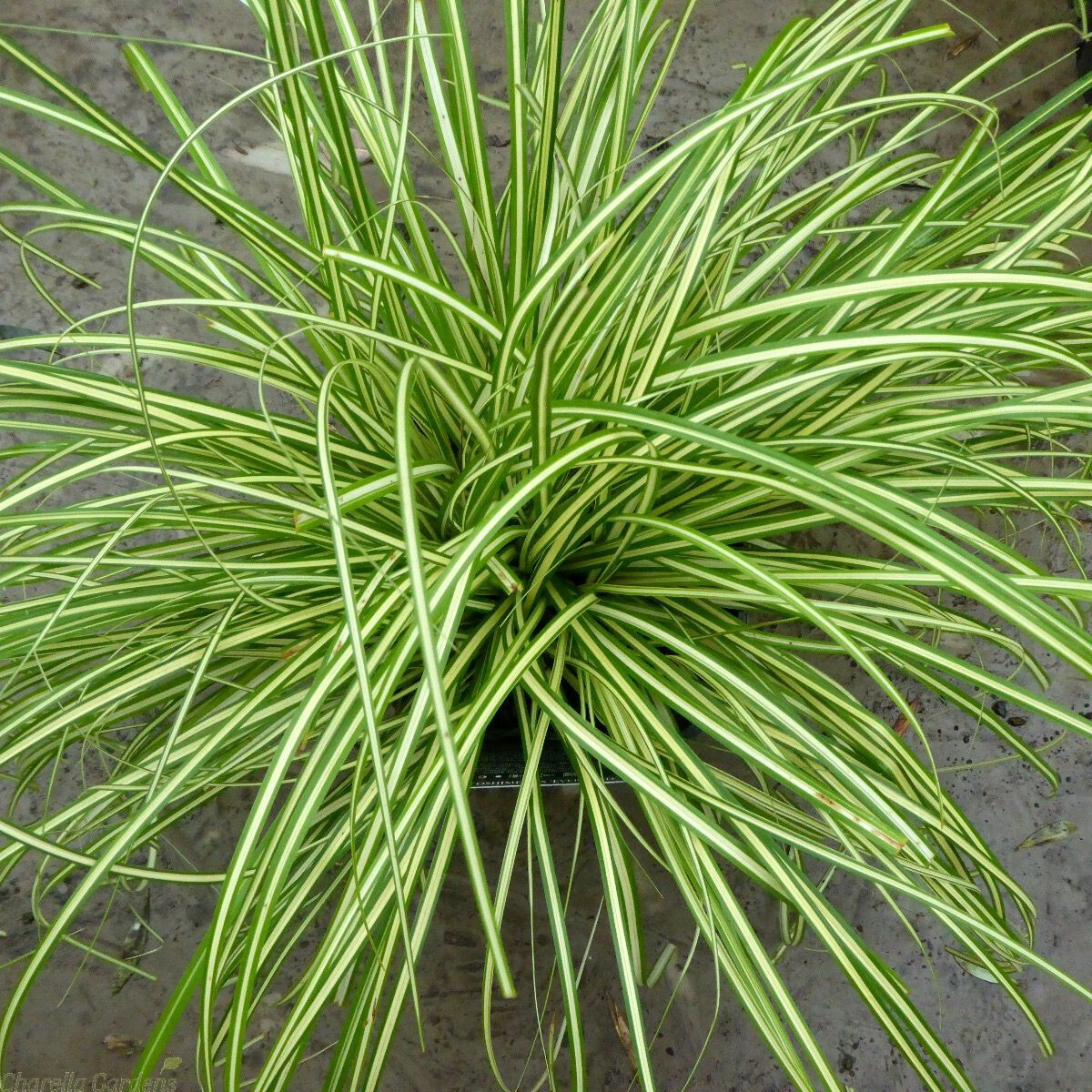 Carex Evergold Sedge 15 Plants in 3-1/2 inch Pots