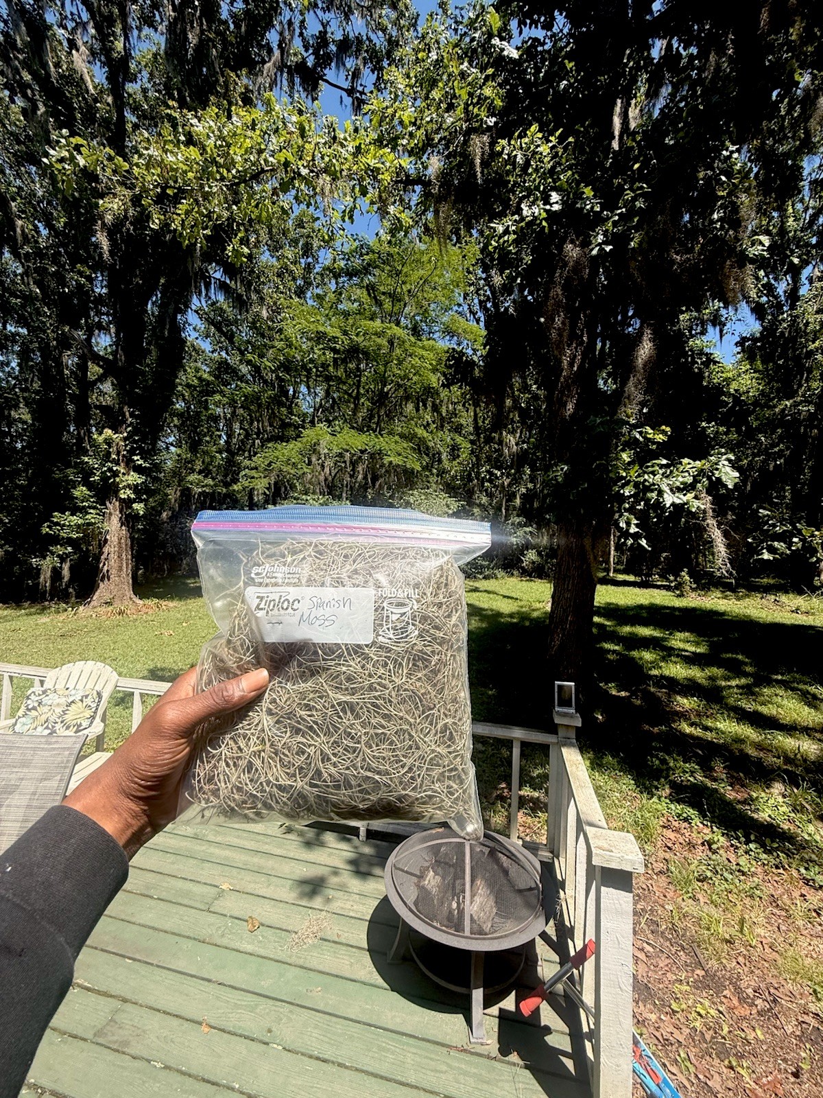 Natural Spanish Moss Gray Green Tillandsia Moss Herb For Health
