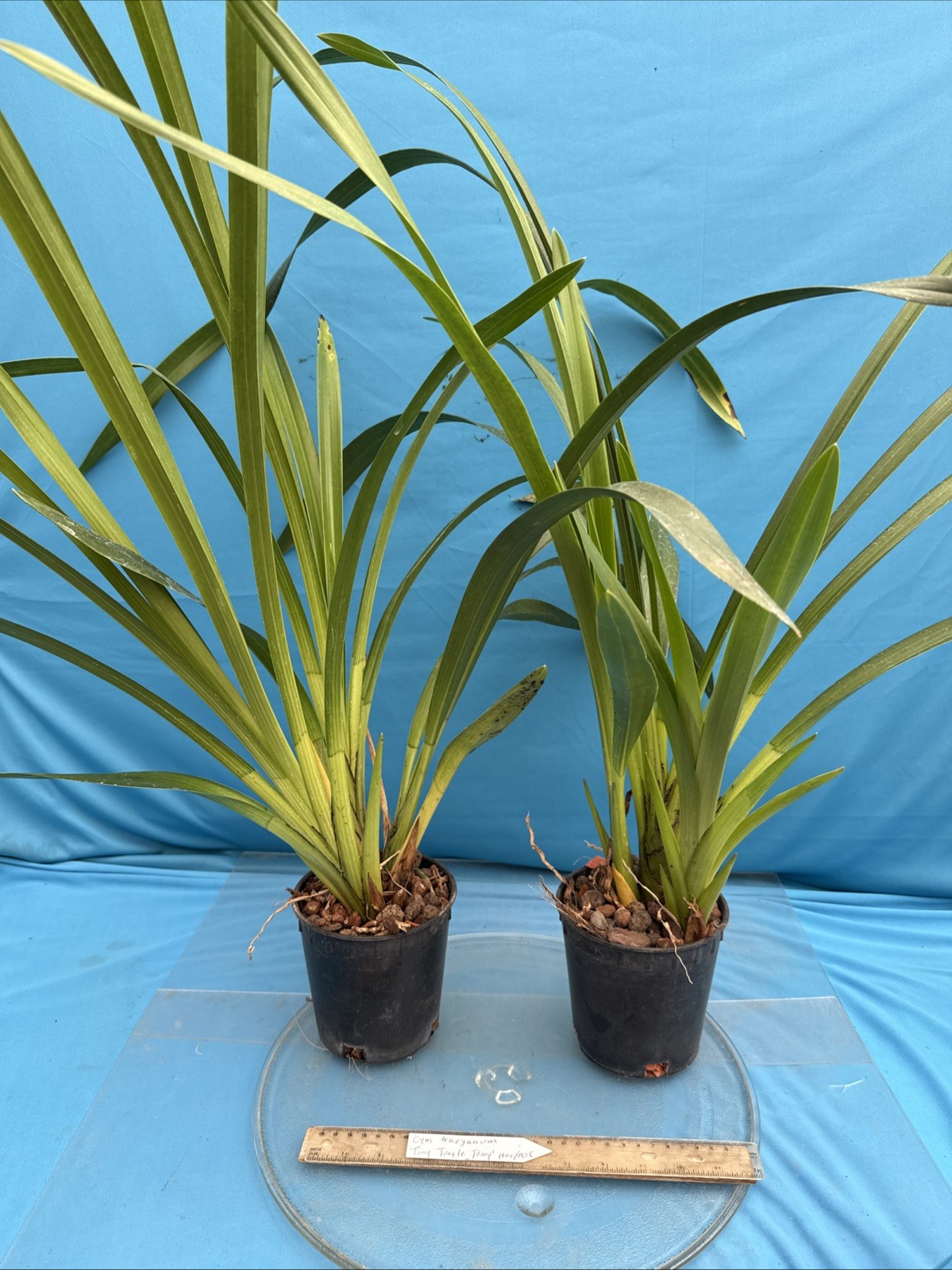 Cymbidium tracyanum ‘Tiny Jungle Tony’ HCC/AOS Fragrant Orchid Species 5.5” Pot