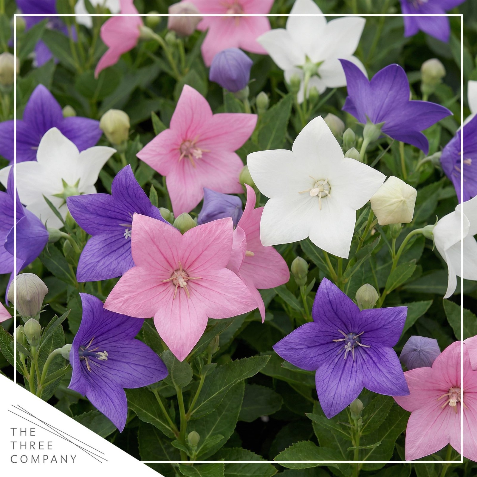 Blooming Pink Balloon Flower 2-Pack – Summer Perennial Plant, 10″ Tall, 1 Qt Pot