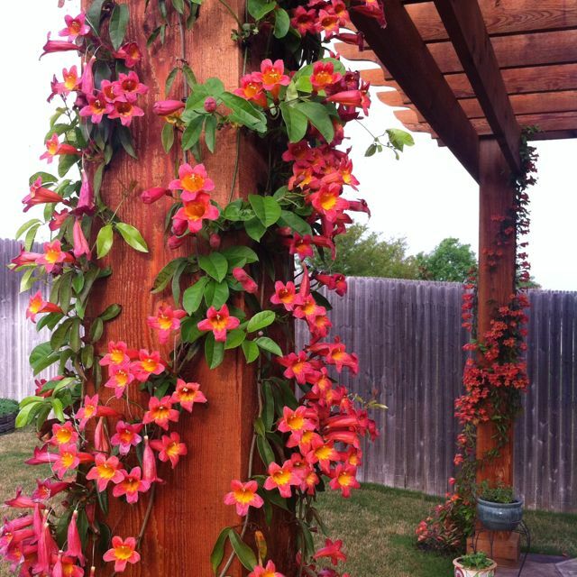BIGNONIA “TANGERINE BEAUTY” CROSSVINE*Rooted Starter Plant**ATTRACTS BUTTERFLIES