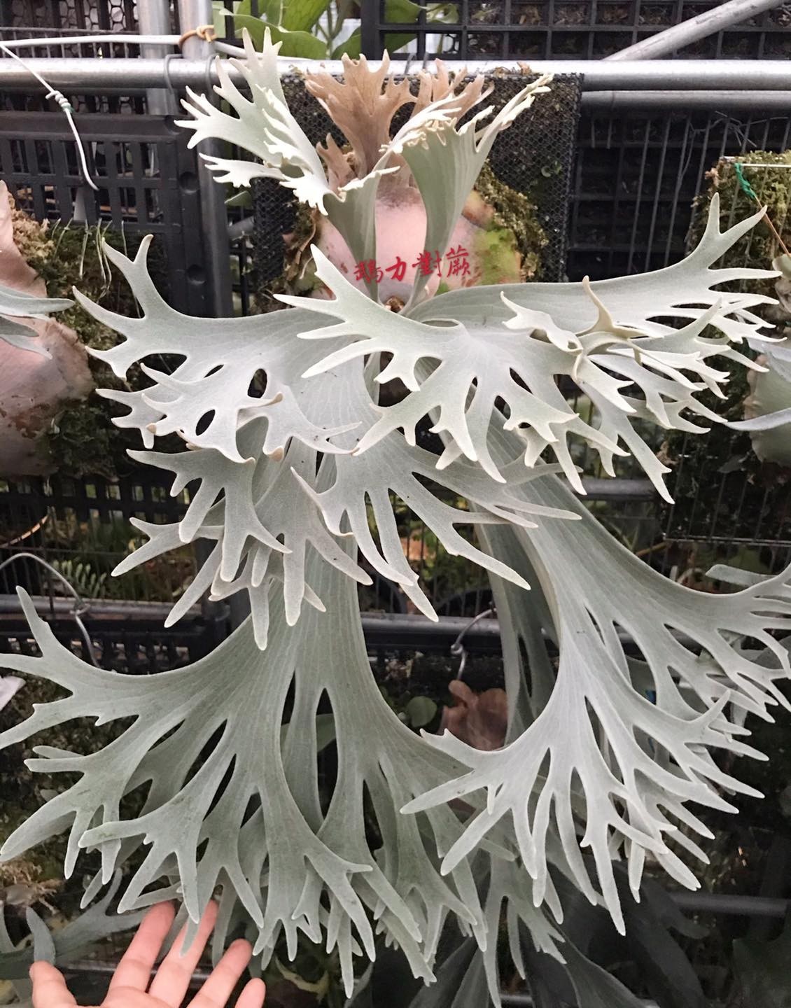 Platycerium willinckii ‘Celso Tatsuta’
