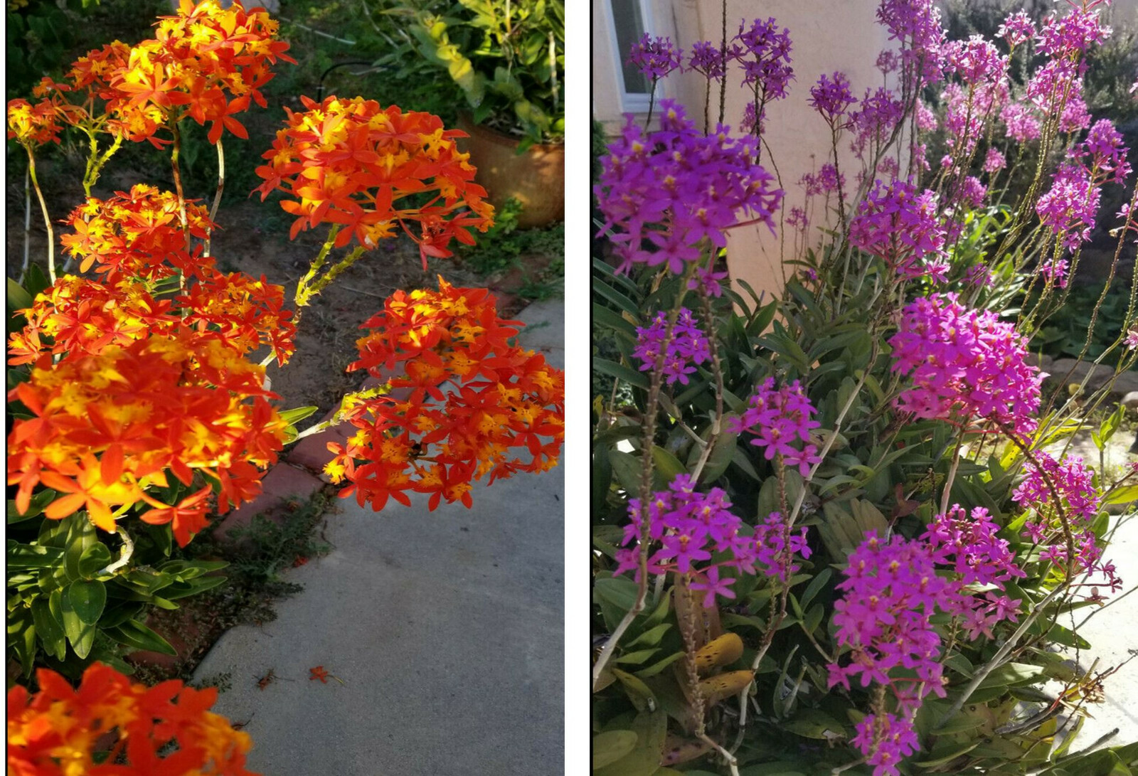 Epidendrum ORCHID 5pcs Rooted Radicans Orange Yellow/Purple cluster Flower
