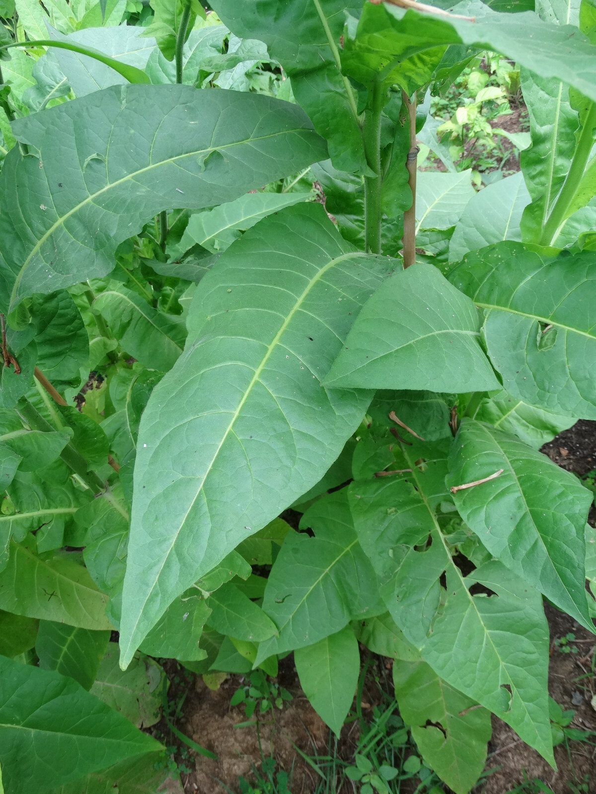 Black Mammoth Tobacco 2000+ Seeds Snuss Snuff Chew Pipe Cigarettes 2023 Crop