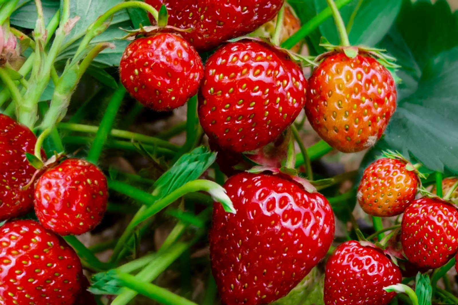 Strawberry plant seeds 15+- count~big red berries~locally grown and harvested~