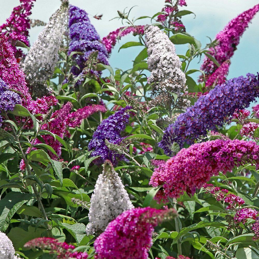 STUNNING BUTTERFLY BUSH MIXED COLORS, 300 SEEDS, BUDDLEIA DAVIDII