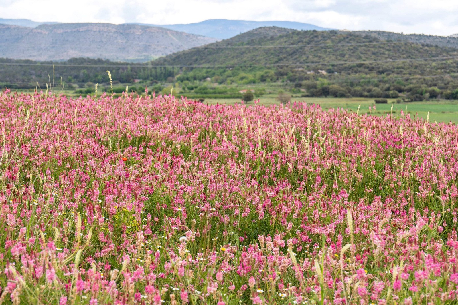50 PINK SAINFOIN Onobrychis Viciifolia Holy Clover Legume Ground Cover Seeds
