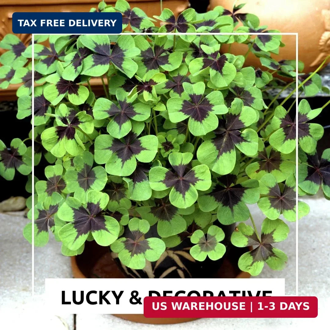 Iron Cross Shamrock Bulbs for Planting – Fast Growing Year Round Color Indoors o