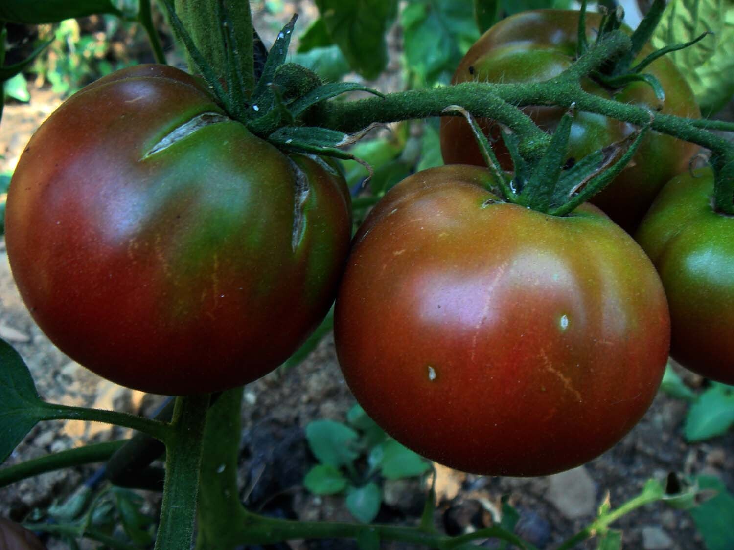 Black Brandywine Tomato Seeds 50 Ct Vegetable HEIRLOOM NON-GMO USA FREE SHIPPING