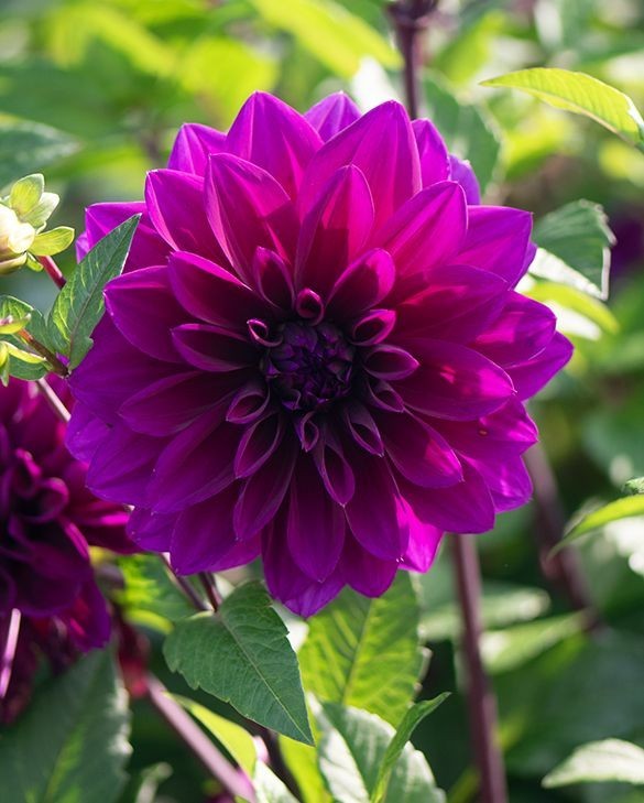 2 Dahlia Dinnerplate Thomas Edison Live Flower Plant Bulbs/ Tubers Velvety Bloom