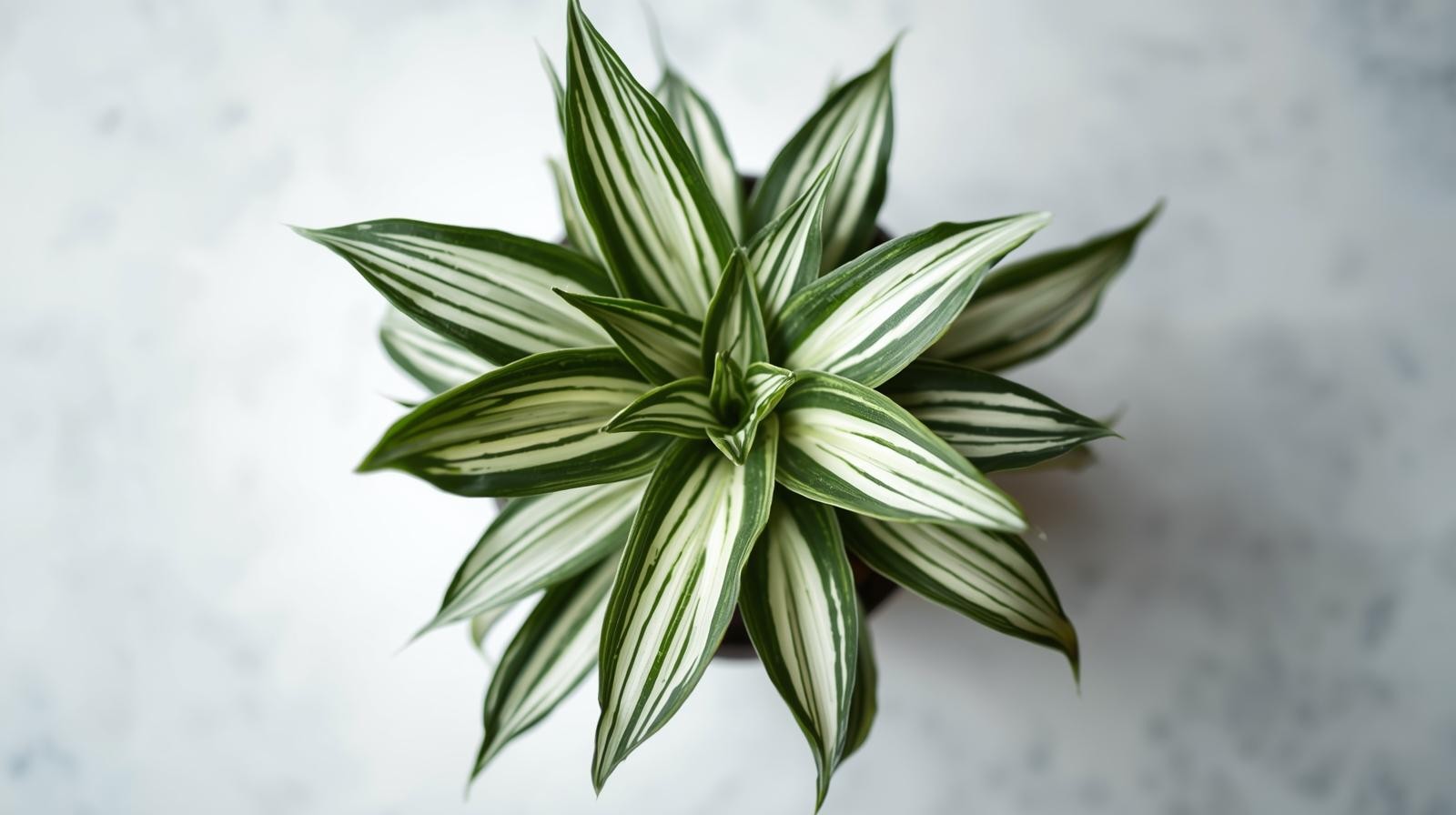 Chlorophytum Spider Reverse