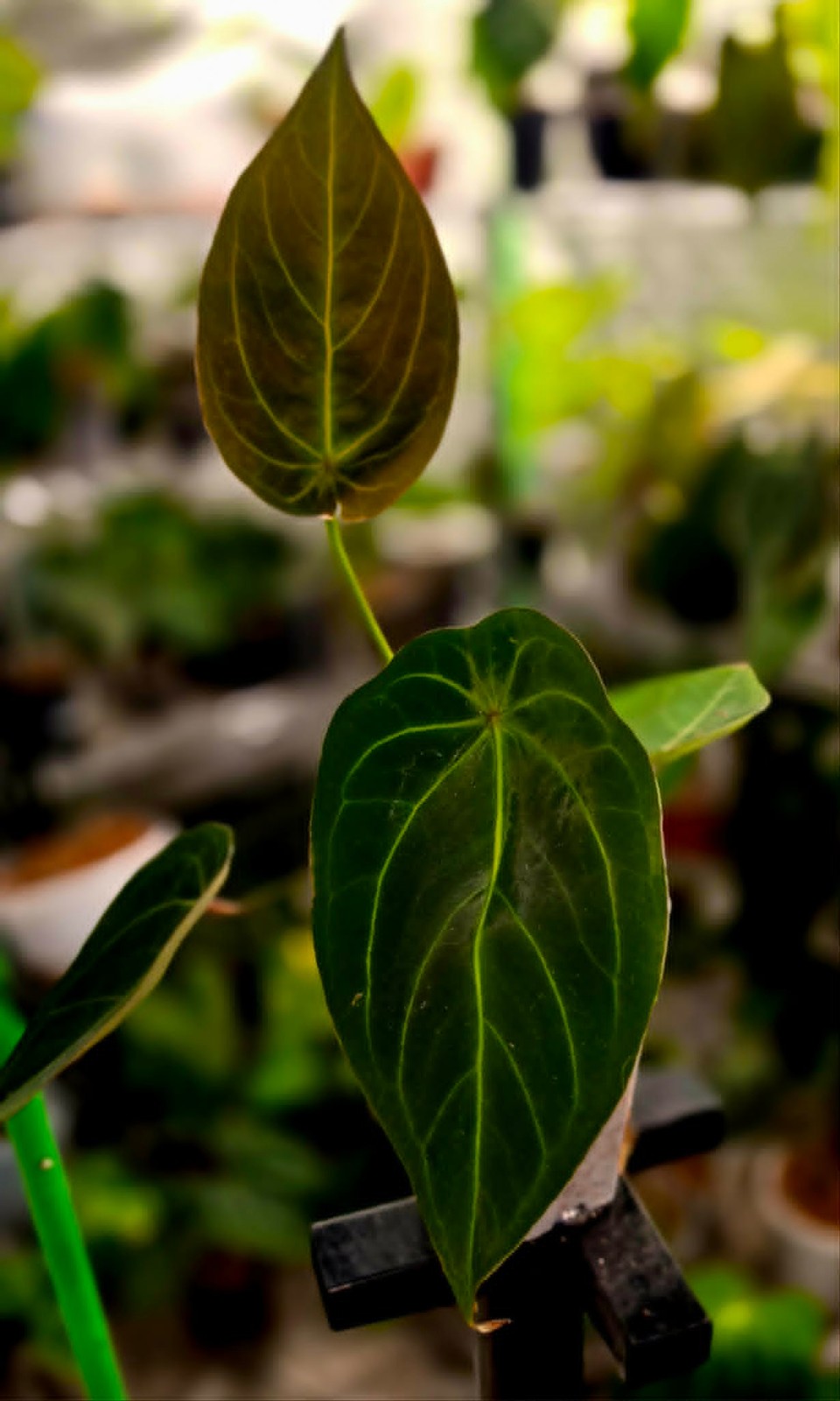Anthurium Green Spider — 4″ | Narrow Velvet, Lime Venation, Spider Form