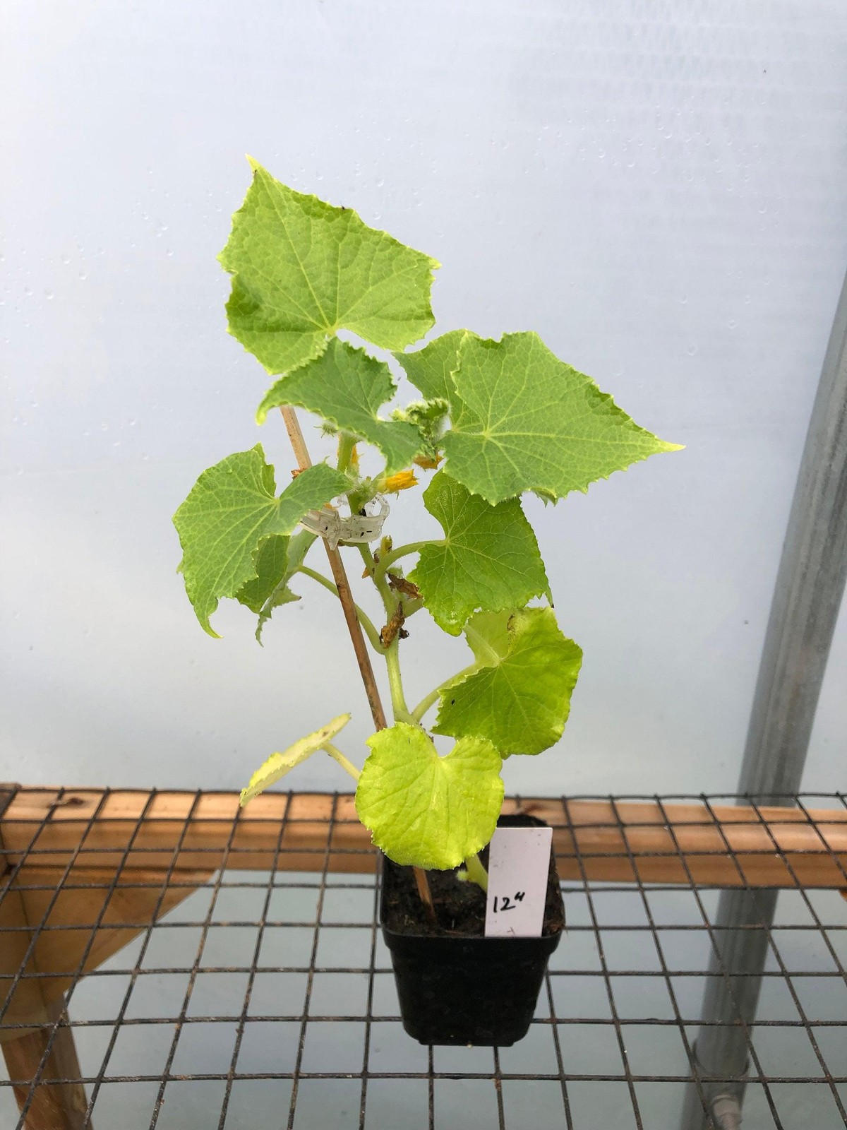 Cucumber Live Plant – Seedlings/Plugs and Plants – 3″- 12″ tall – 30-60+ days