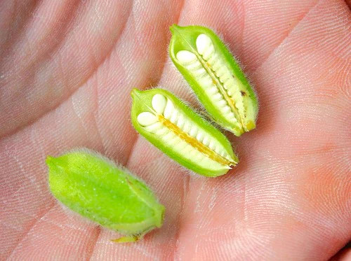 White Sesame Seeds | For Planting Benne Asian Til Garden Seed 2024 Fast Shipping